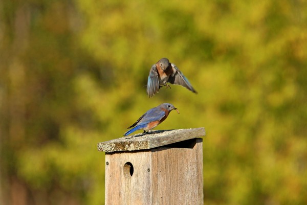 Give It Back by Deb Oppermann